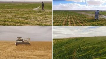 مشروع مزرعة المغرة الذكية بالصحراء يحقق الأمن الغذائي وفقًا لرؤية مصر 2030