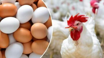 هتشتريها بكام بكرة؟.. ارتفاع أسعار الدواجن اليوم
